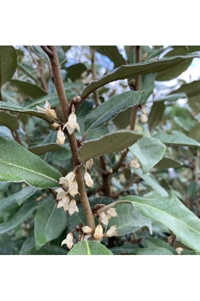 Елеагнус Еббінге в Україні